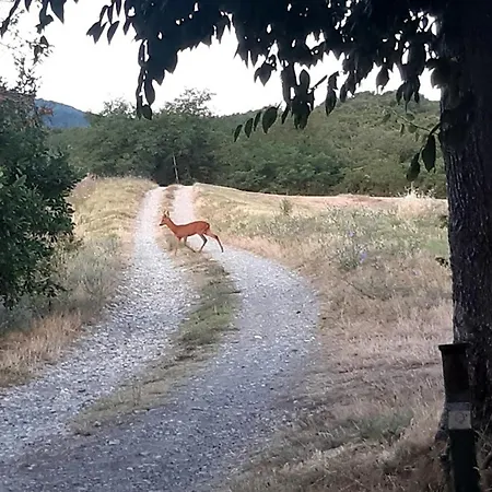 Appartement Immerso Nella Natura, Silenzio E Riservatezza A 550 M Di Quota