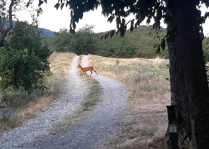 Daire Immerso Nella Natura, Silenzio E Riservatezza A 550 M Di Quota